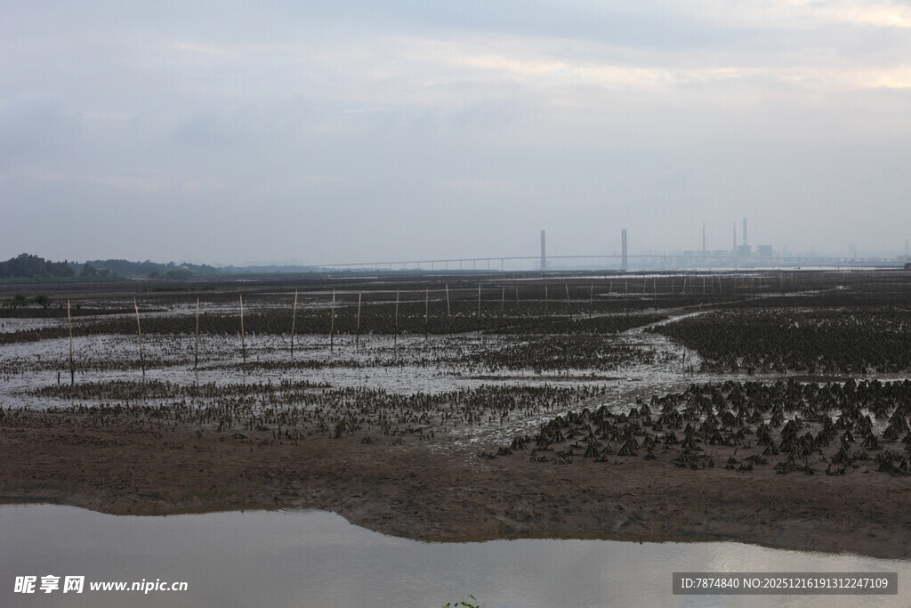 潮退后的滩涂景观