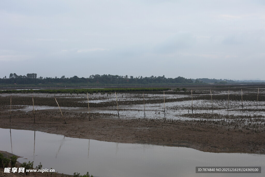 湿地风光 水域与远处景致