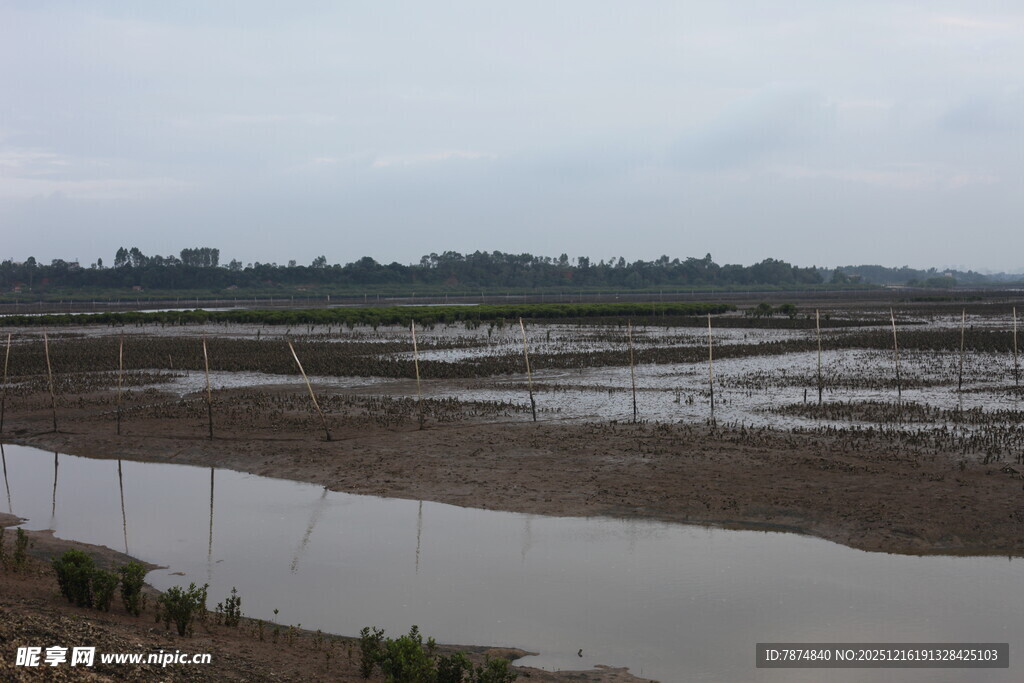 湿地景观 水域与植被交织