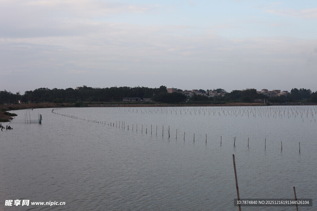 宁静湖畔的木桩景观