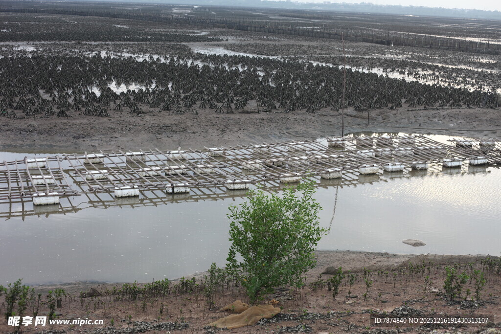 荒漠中的孤独绿意