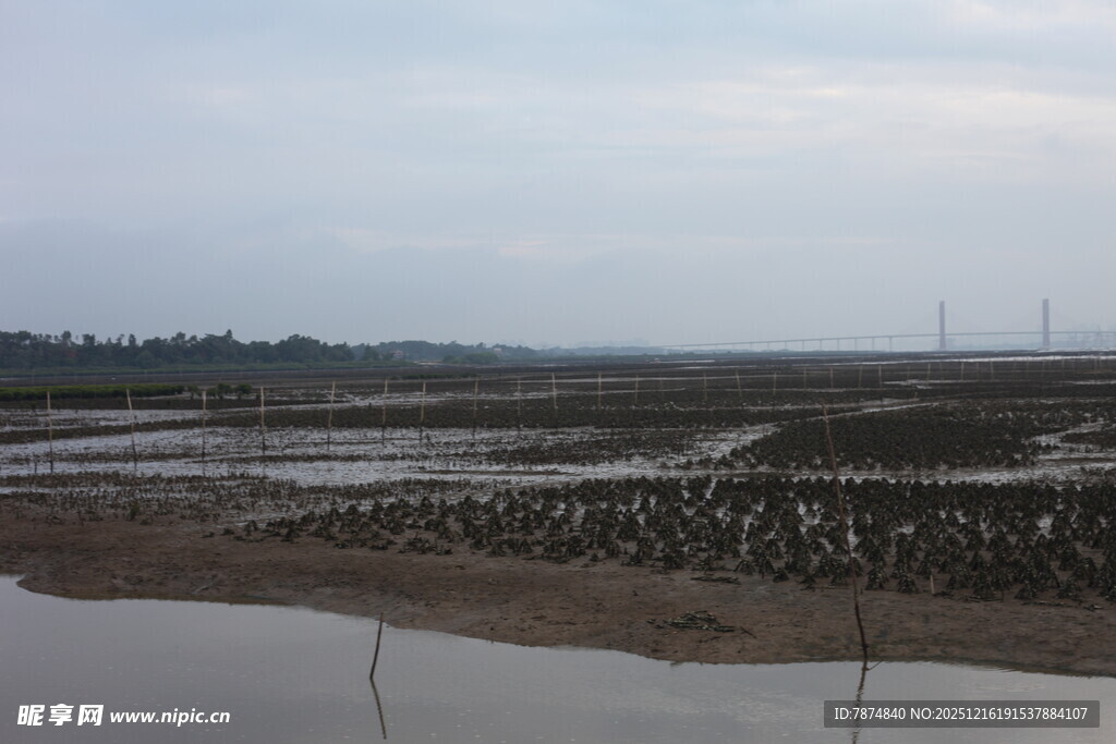湿地滩涂景观