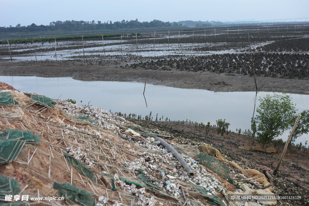 湛江生蚝养殖区