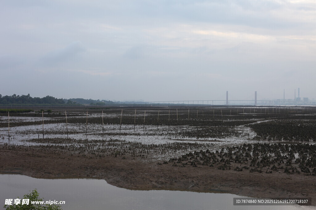 湿地景观 水域与滩涂景象
