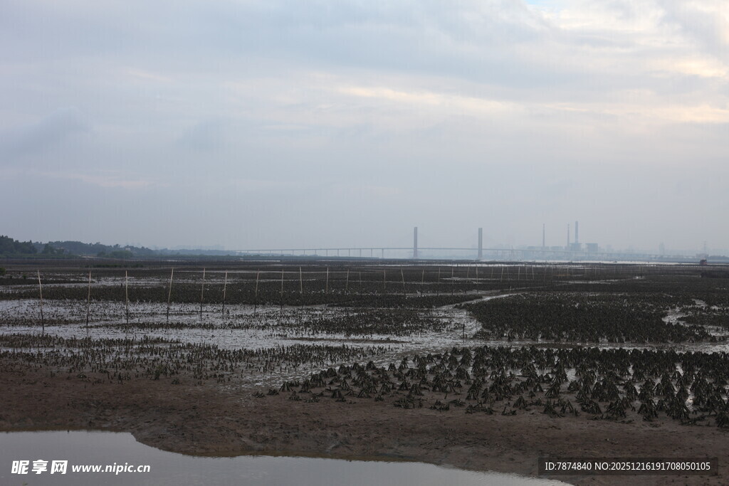 湿地滩涂景观