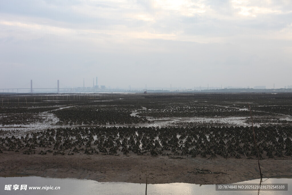 湿地景观 水域与植被交织