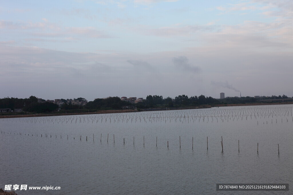 宁静湖畔的木桩景致