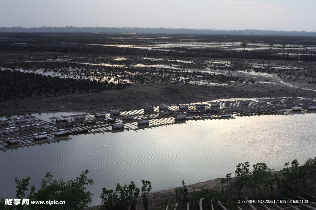 广阔水域旁的湿地景观