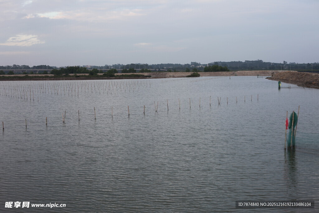 湛江生蚝养殖