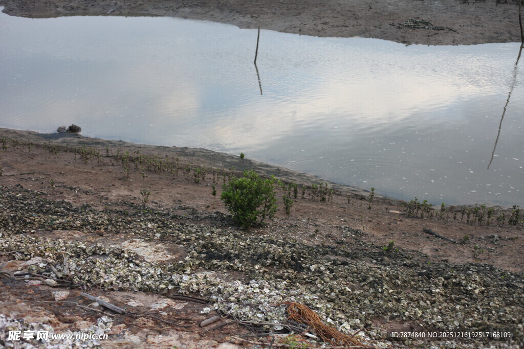 岩石间的孤绿小树苗