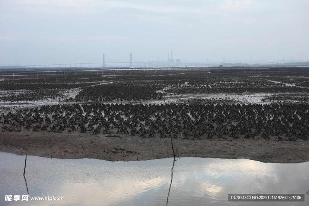 湿地滩涂景观