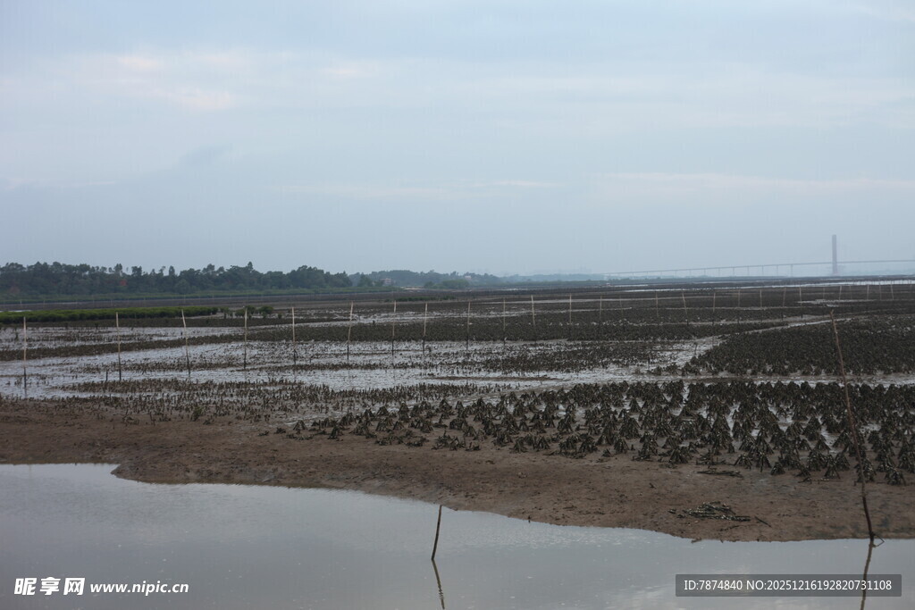 湿地滩涂景象