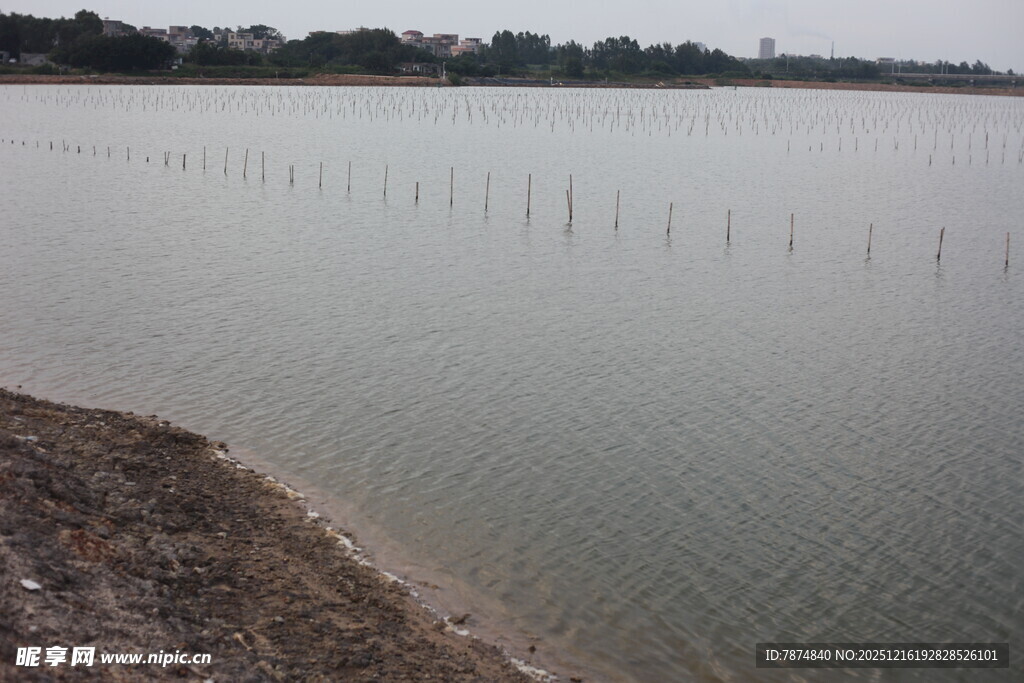 湖边水域的桩柱景观