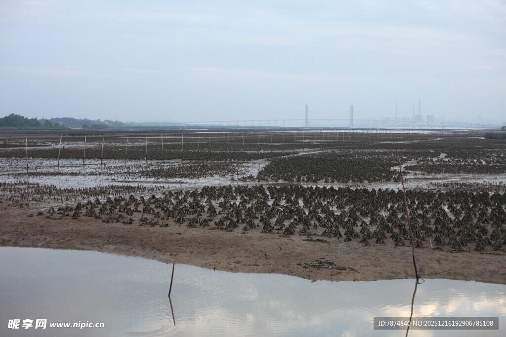 湿地群鸟栖息壮观景象