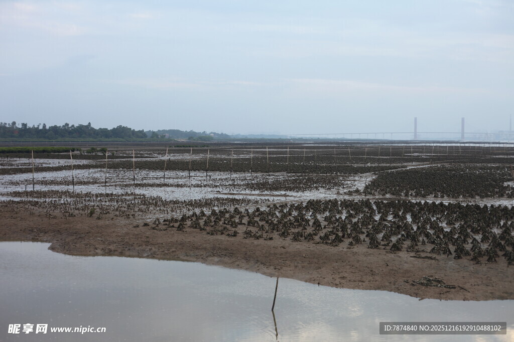 滩涂湿地鸟类栖息景象