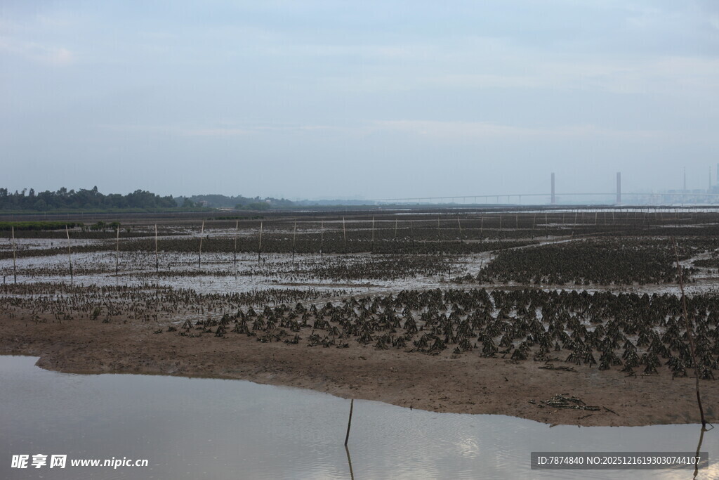 湿地滩涂景象