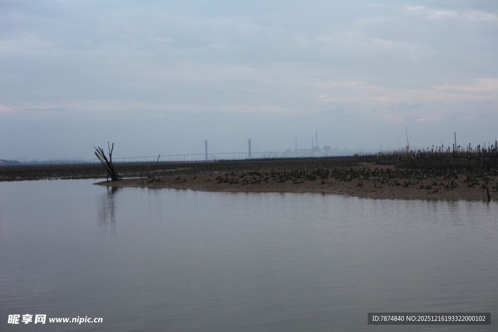 宁静水边枯树景象