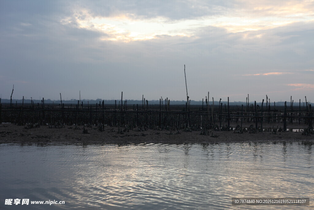黄昏下的水域与林立木桩
