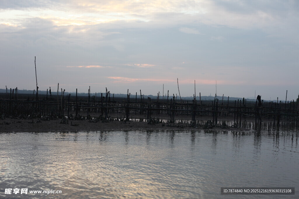 黄昏下的水上枯木景观