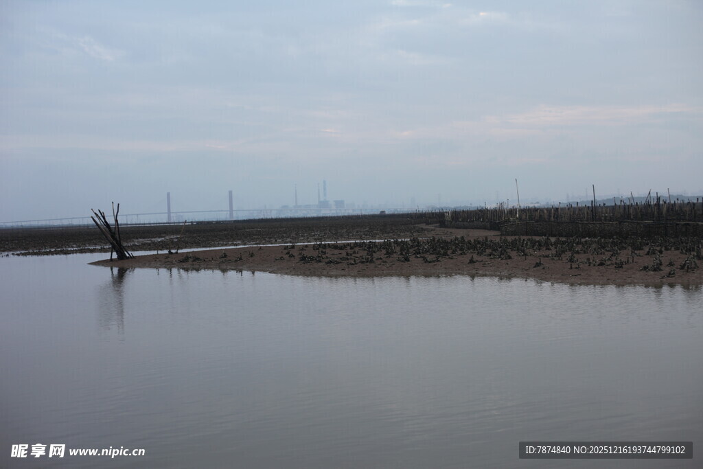宁静水域边的枯树景象