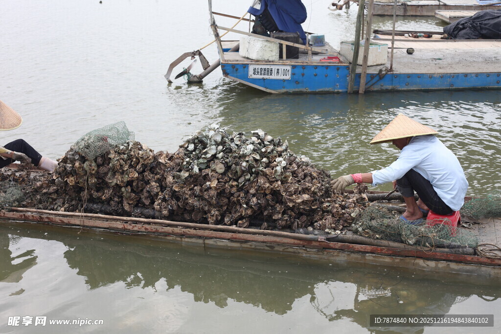 渔民船上劳作收获牡蛎