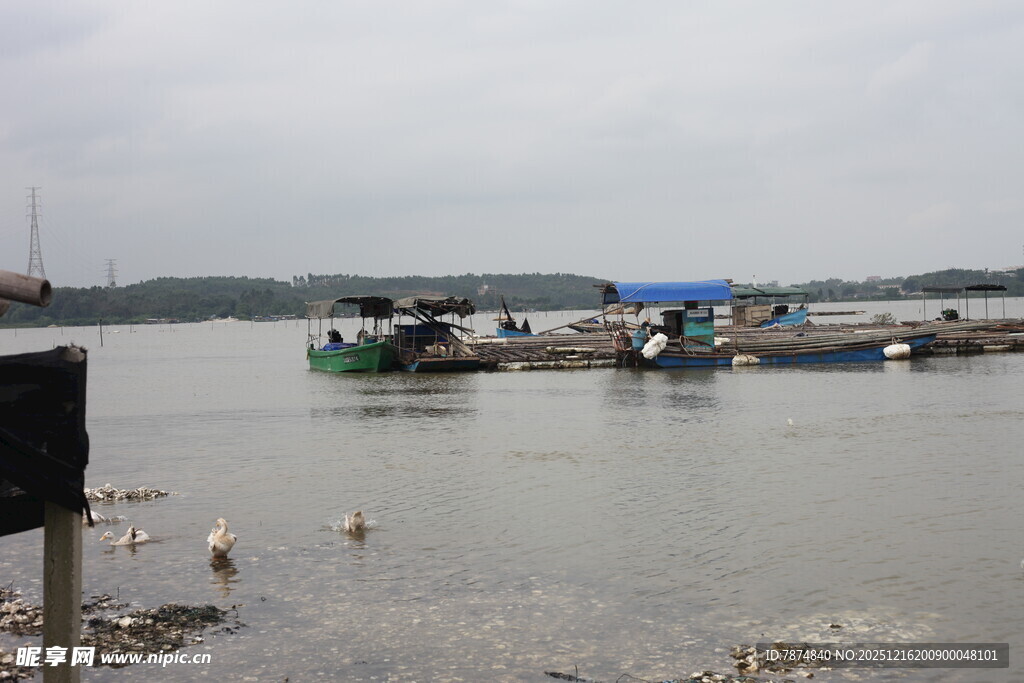 港湾停泊船只与水中飞鸟