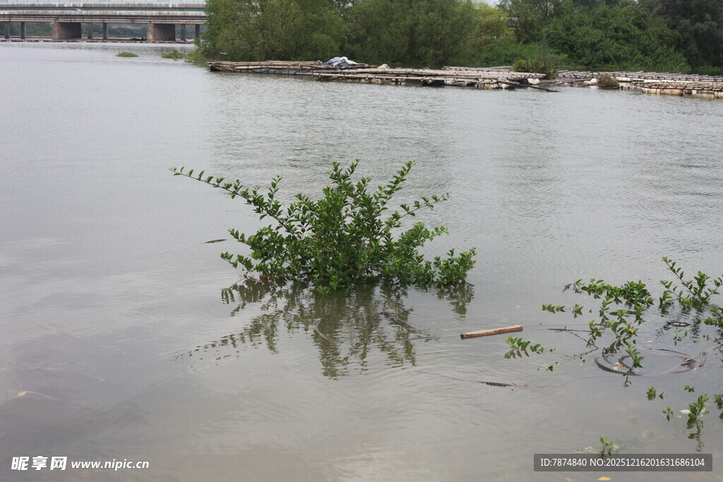 水中挺立的绿色植物