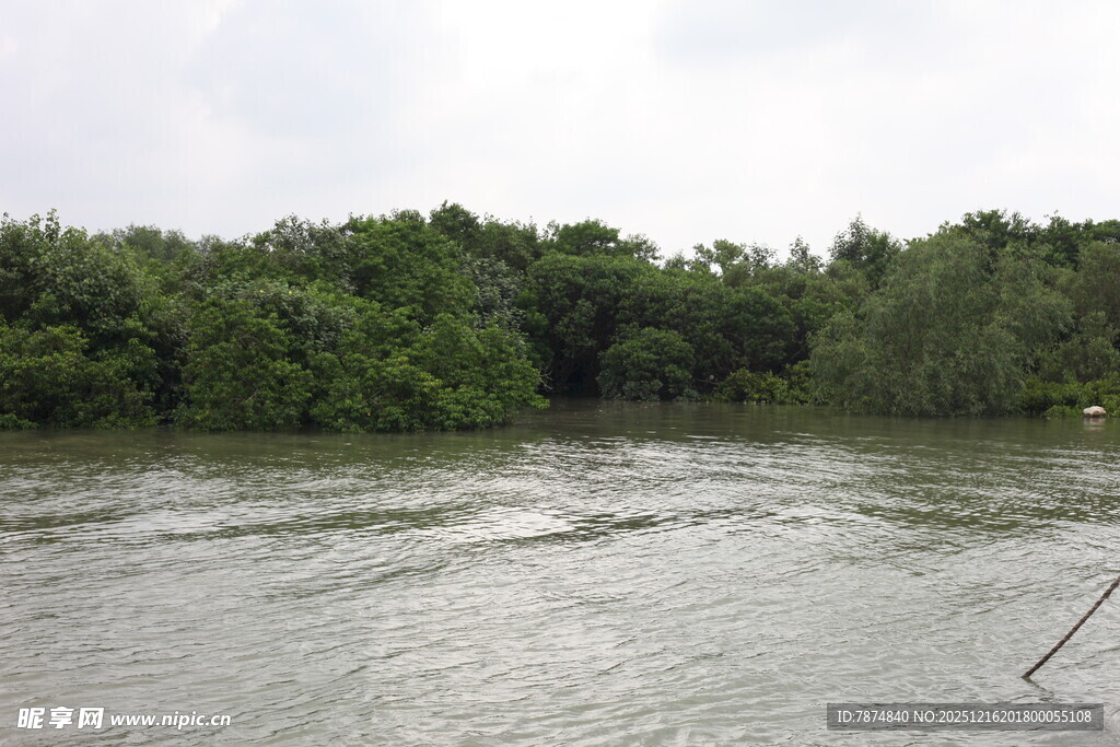 河流旁的茂密树林景观