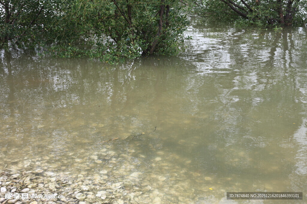河边浅水处的自然景象