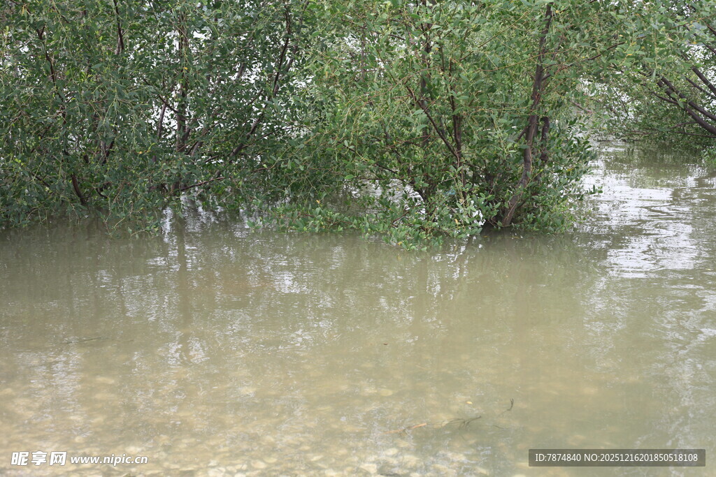 淹没树林景象