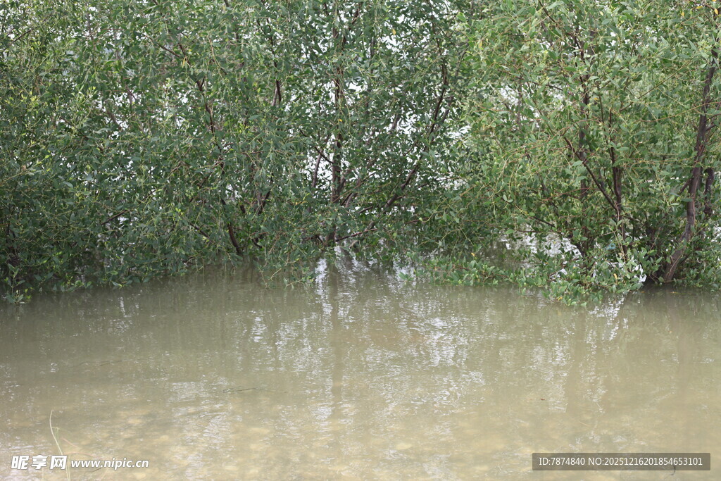 被淹树林景象
