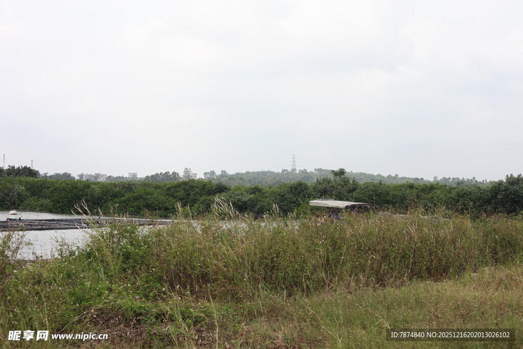 野外河畔的茂盛草地景观