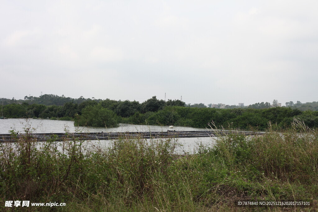 湿地风光水草与水域景观