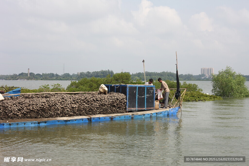 水上运蚝船作业场景