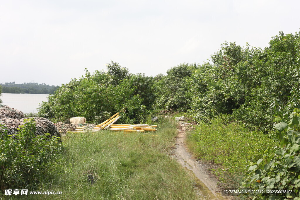 林间小径旁的自然景象