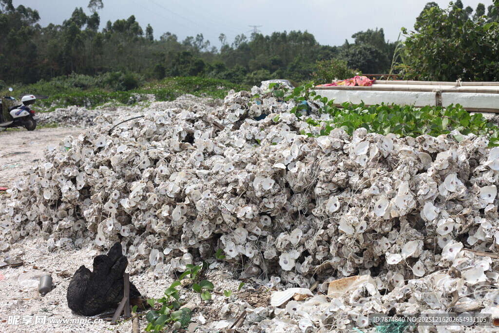 堆积如山的生蚝壳