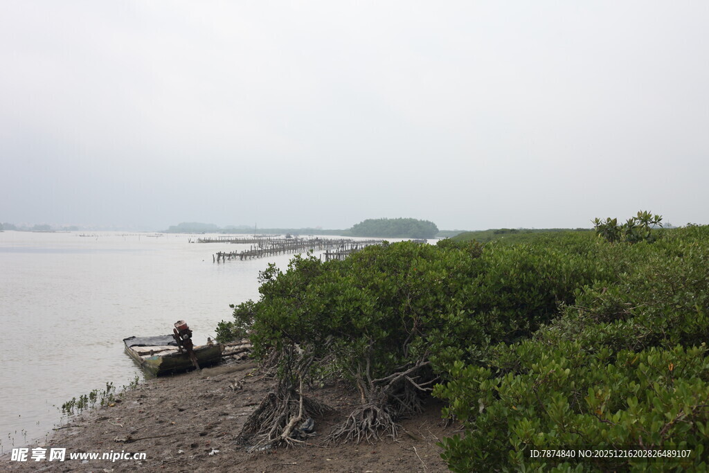 海岸边的茂密红树林景观