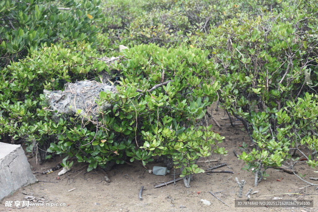 绿叶丛中的紫色小花