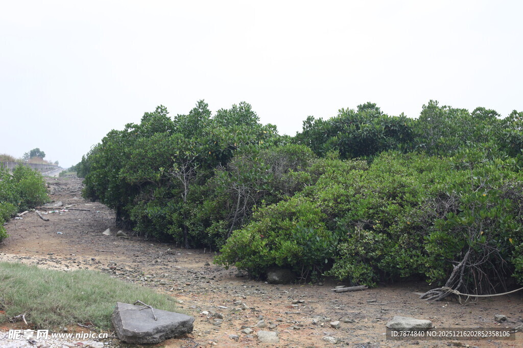 荒野中的葱郁灌木丛