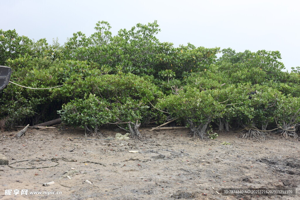 海岸边的茂密红树林