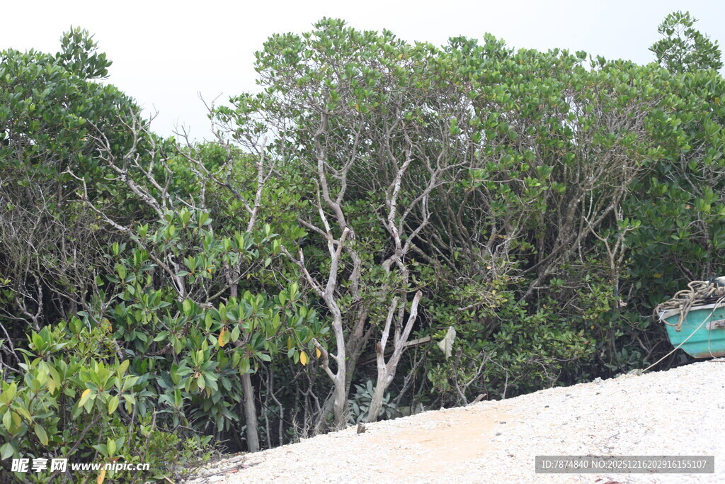 茂密树林中的绿意景致