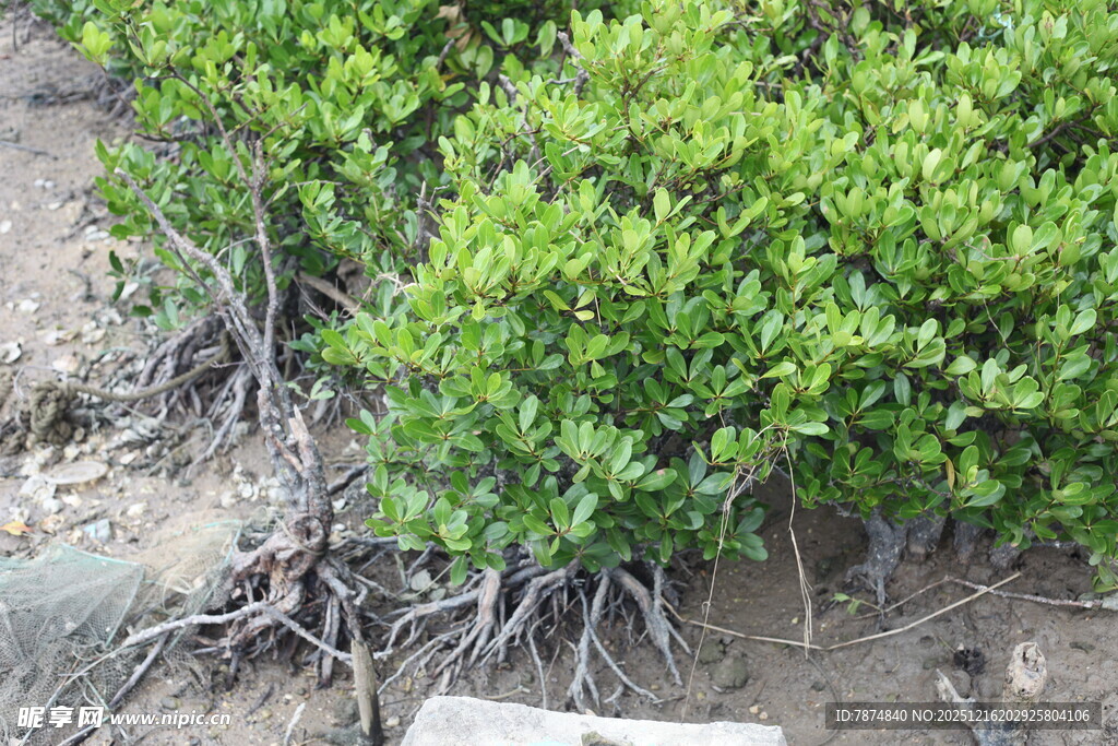翠绿丛生植物近景