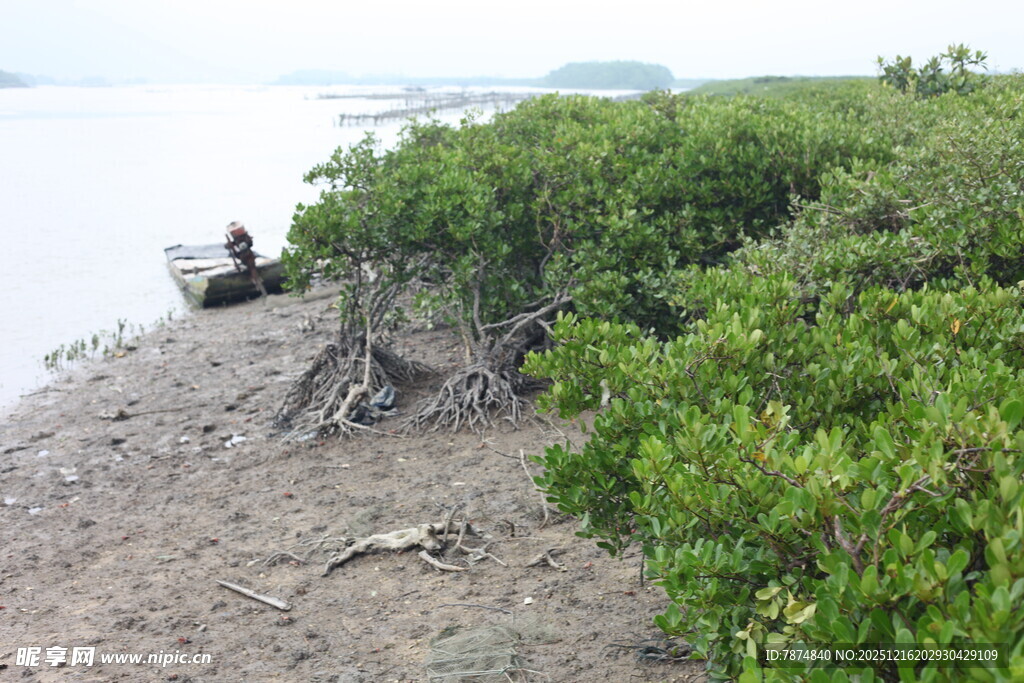 岸边人坐于繁茂红树林旁