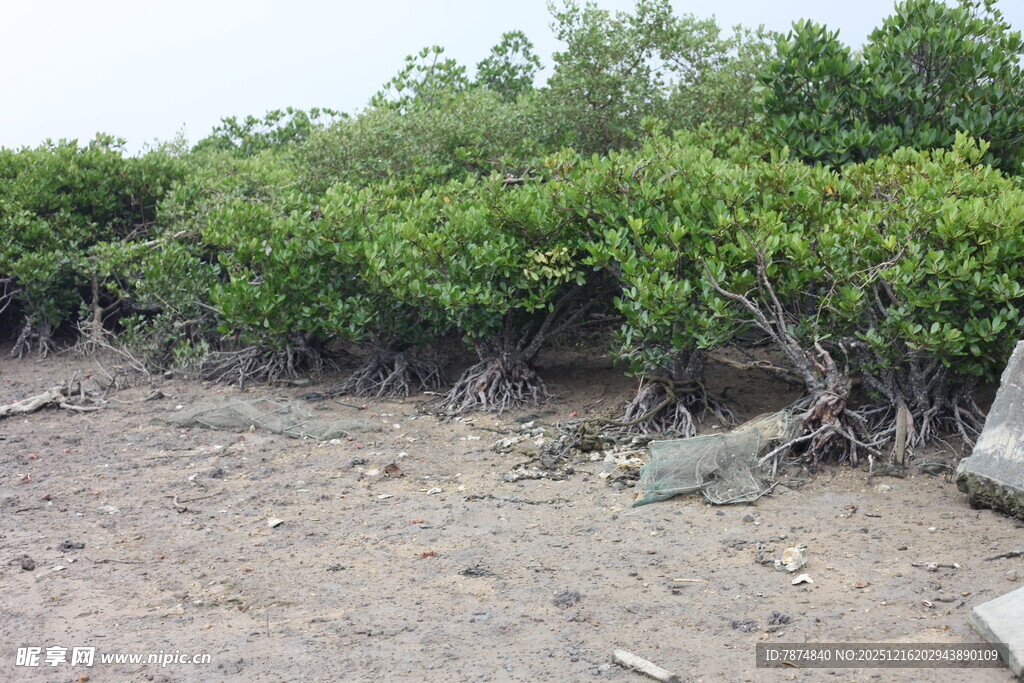 海岸边的茂密红树林景观