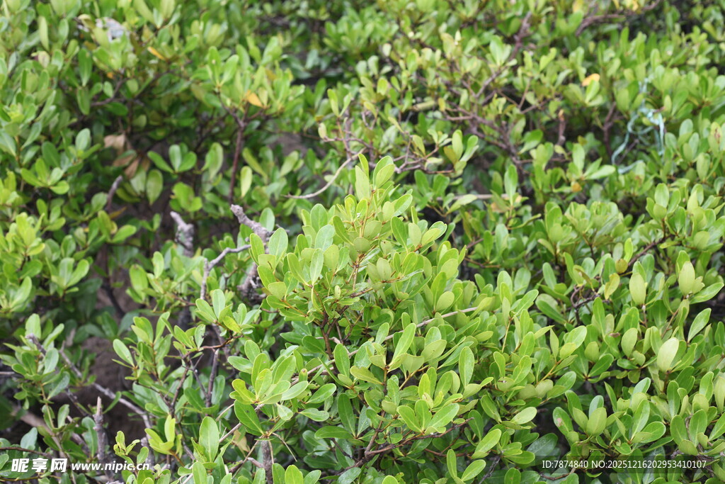 茂密翠绿的灌木丛