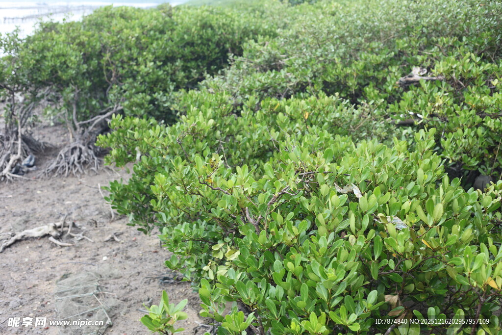 茂密的绿色灌木丛