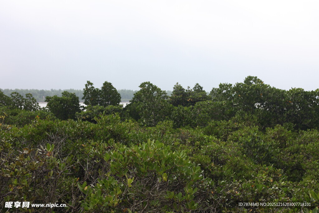 绿意盎然的茂密树林景观