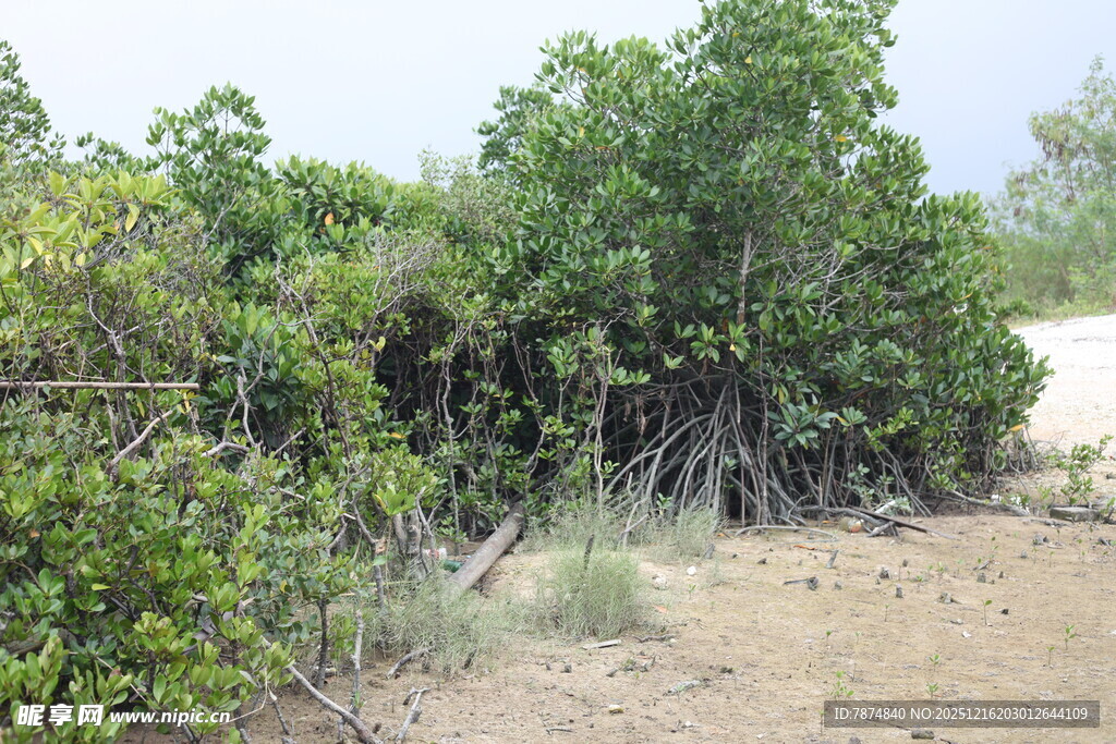野外繁茂的绿色灌木丛