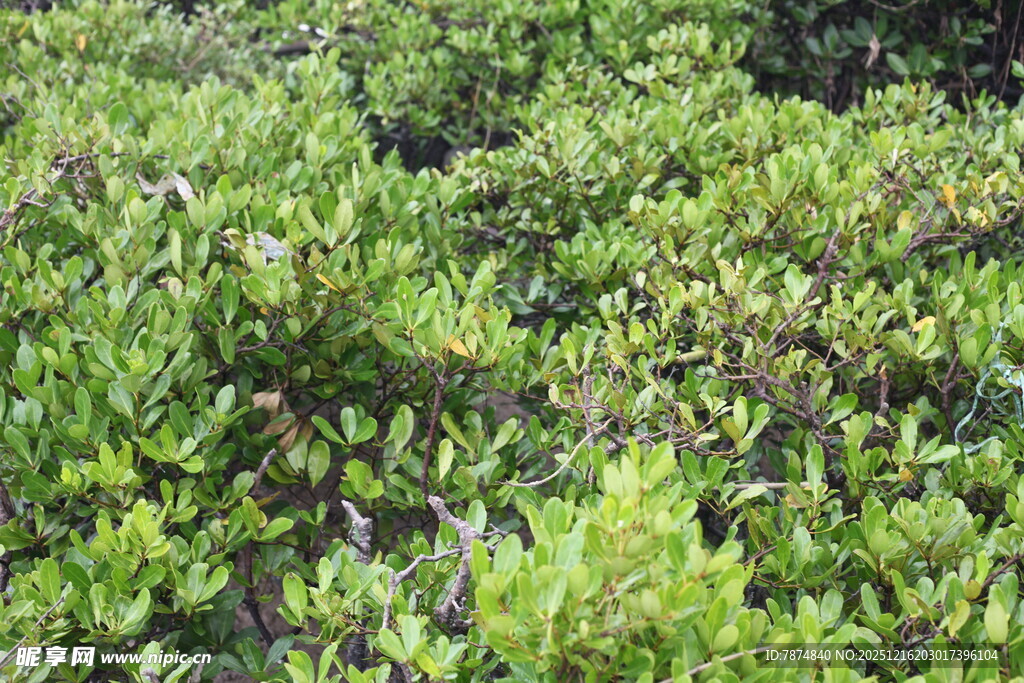 茂密的绿色灌木丛