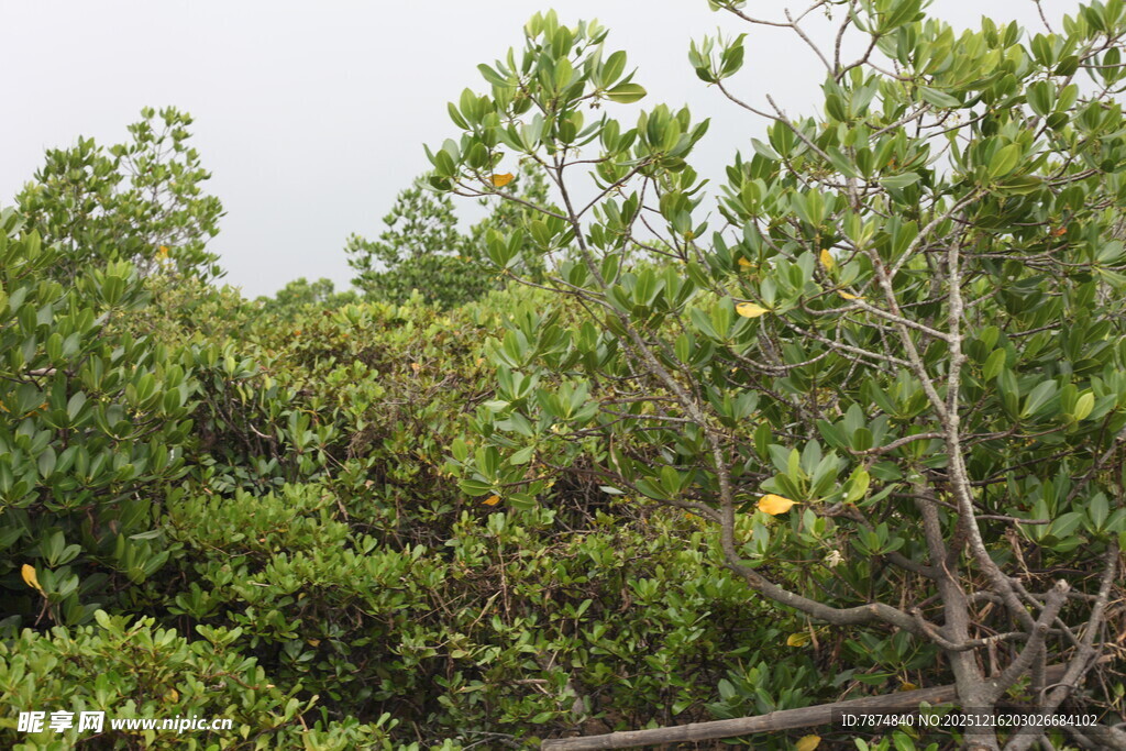 茂密红树林景观